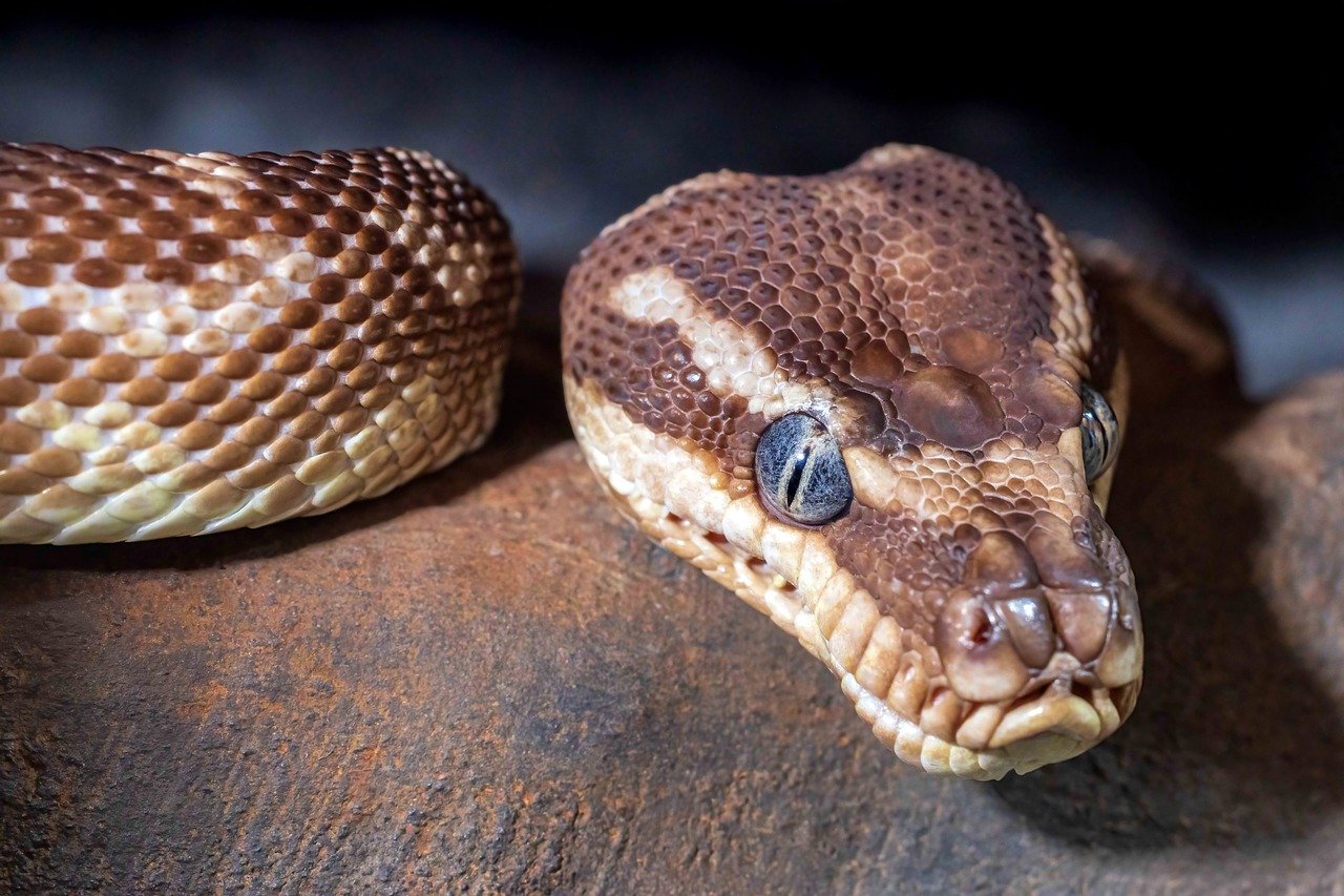 découvrez les meilleures stratégies de scaling pour faire croître votre entreprise, optimiser vos opérations et atteindre de nouveaux marchés efficacement.